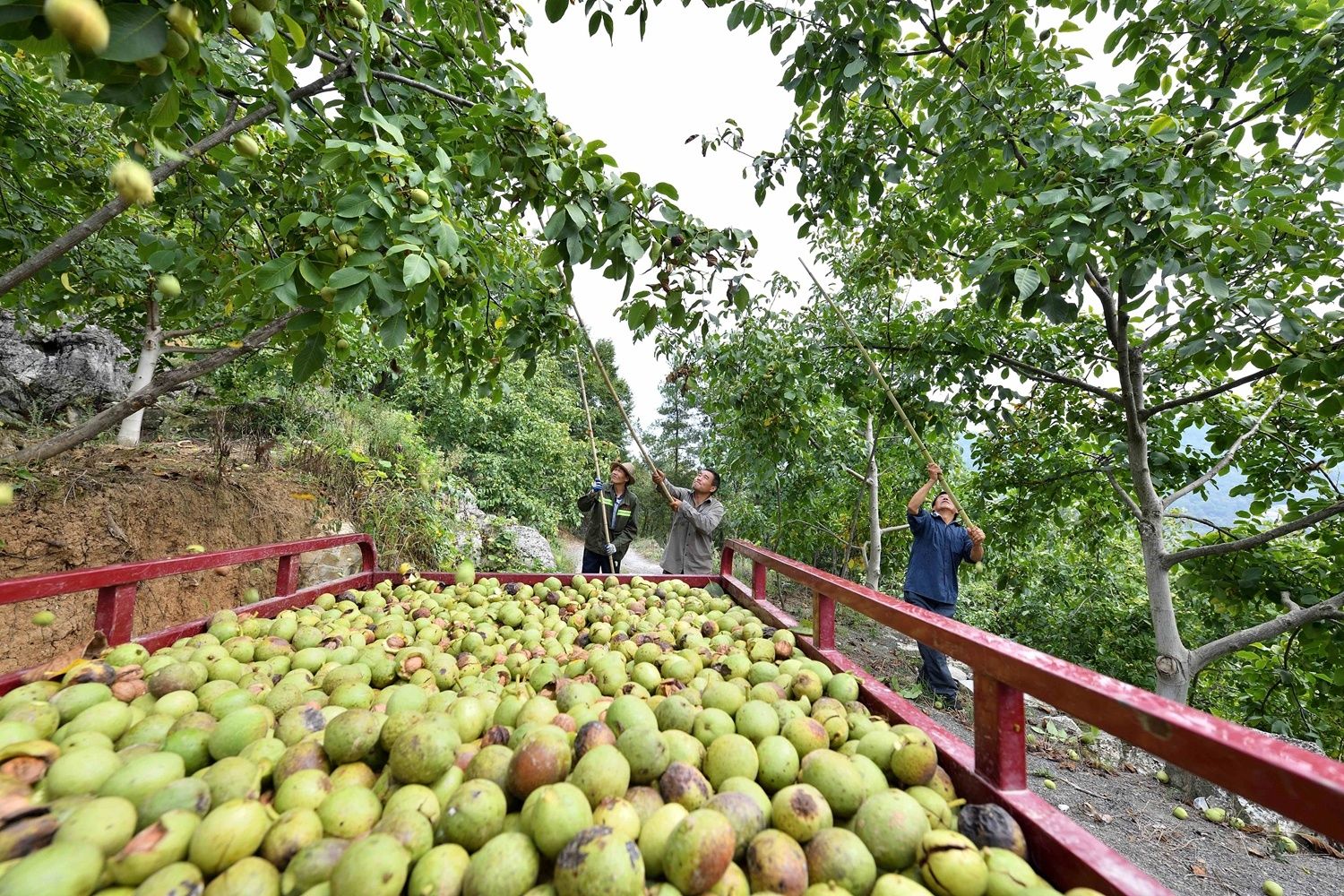 村民在湖北省襄阳市保康县店垭镇大林村核桃种植基地将采收的鲜核桃装