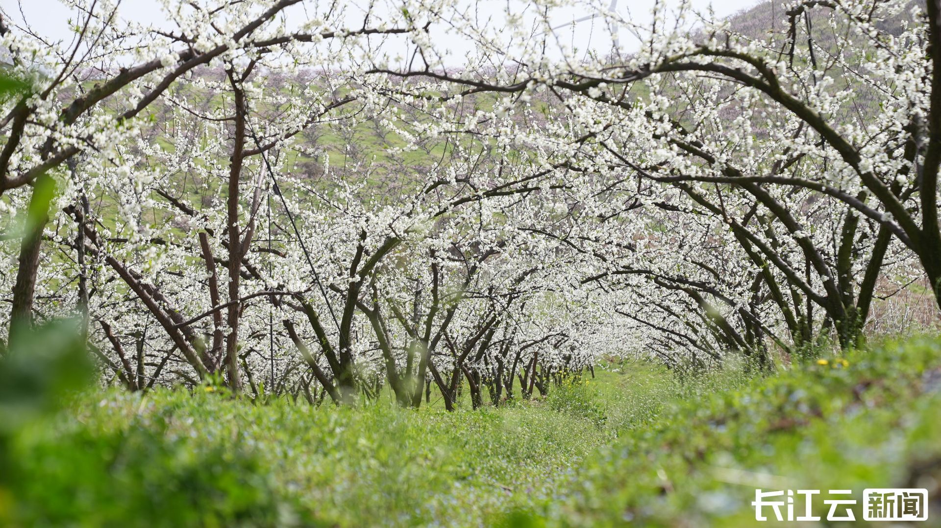 襄阳宜城千亩李花盛开游客赏花采摘乐享田园风光