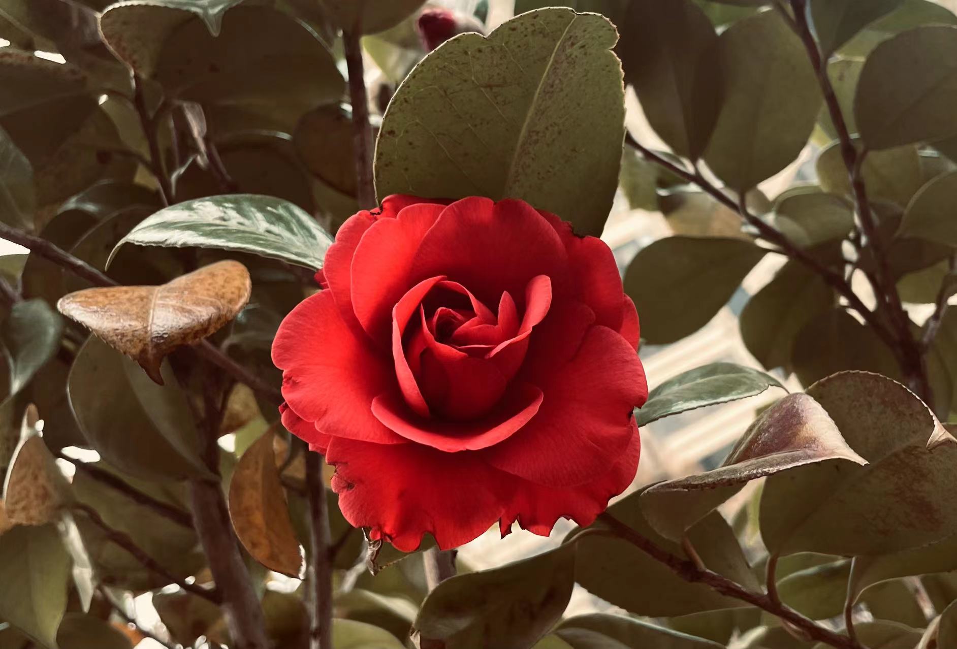 春天来了这些花儿你认识几种