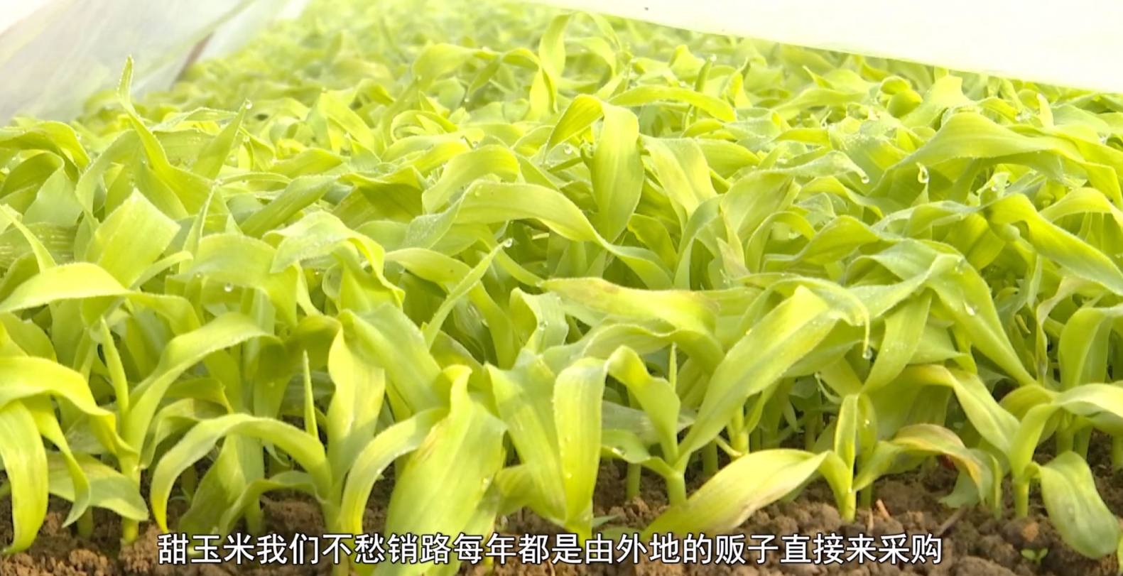 市一家甜瓜种植专业合作社里一片繁忙景象,乡亲们正忙着移栽甜玉米