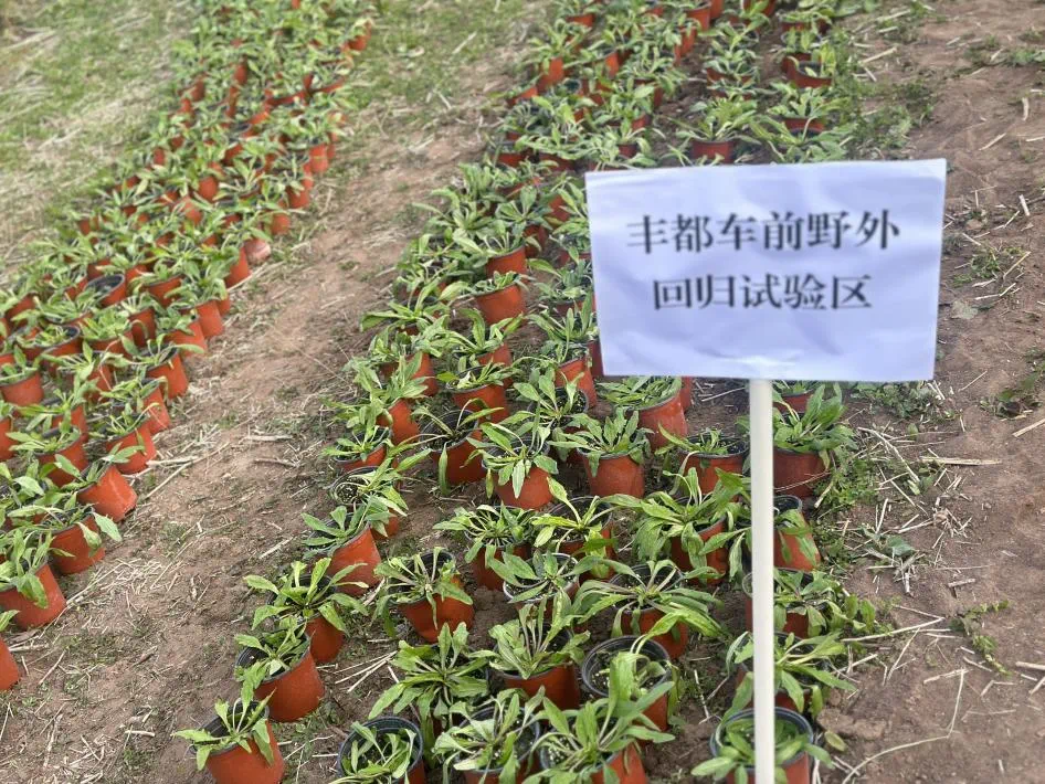 首次天选之种丰都车前野外安家