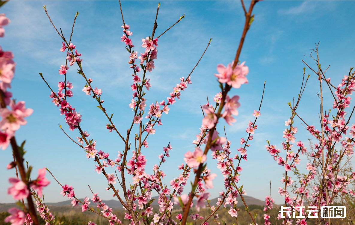 这7个时刻告诉你南漳的春天有多美