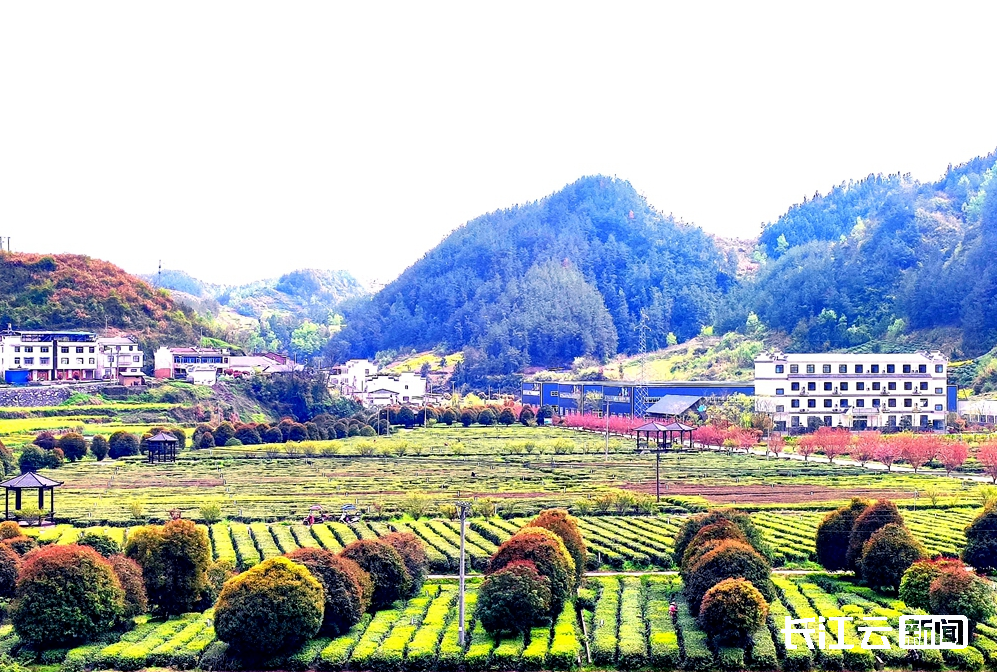 十堰竹山七彩茶园惹人醉