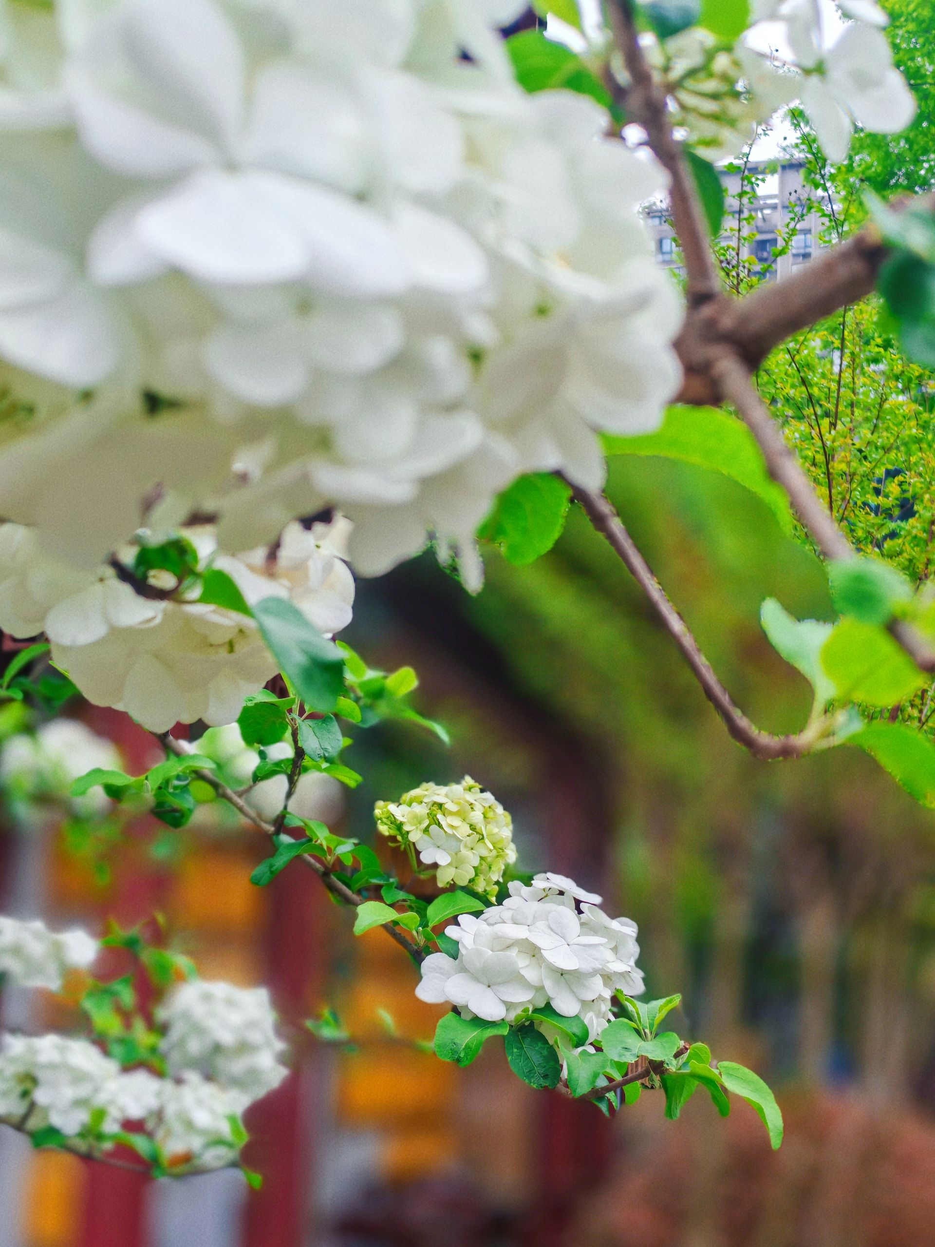 花团锦簇 纯洁无暇 武汉解放公园木绣球花开了