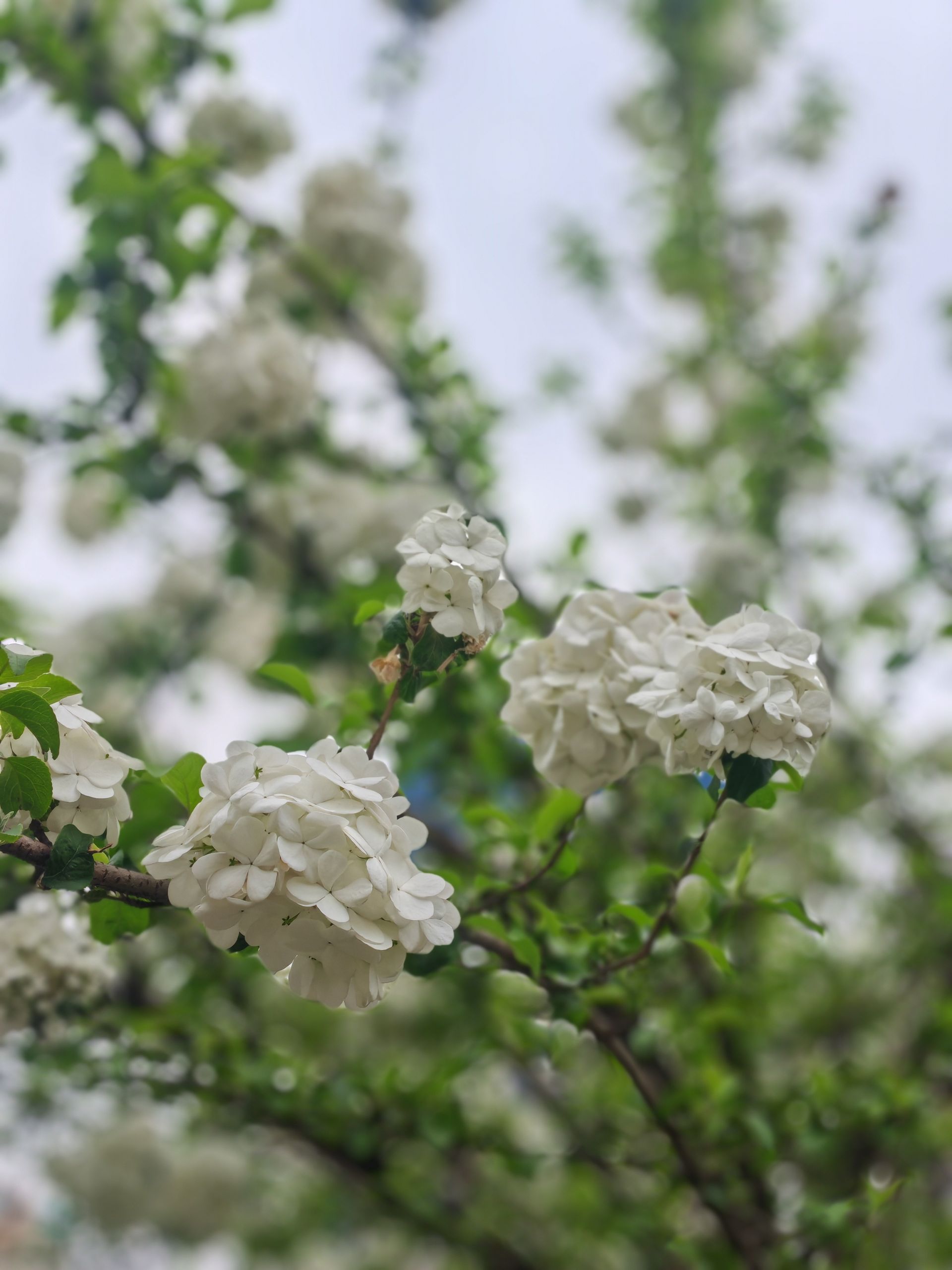 花团锦簇 纯洁无暇 武汉解放公园木绣球花开了