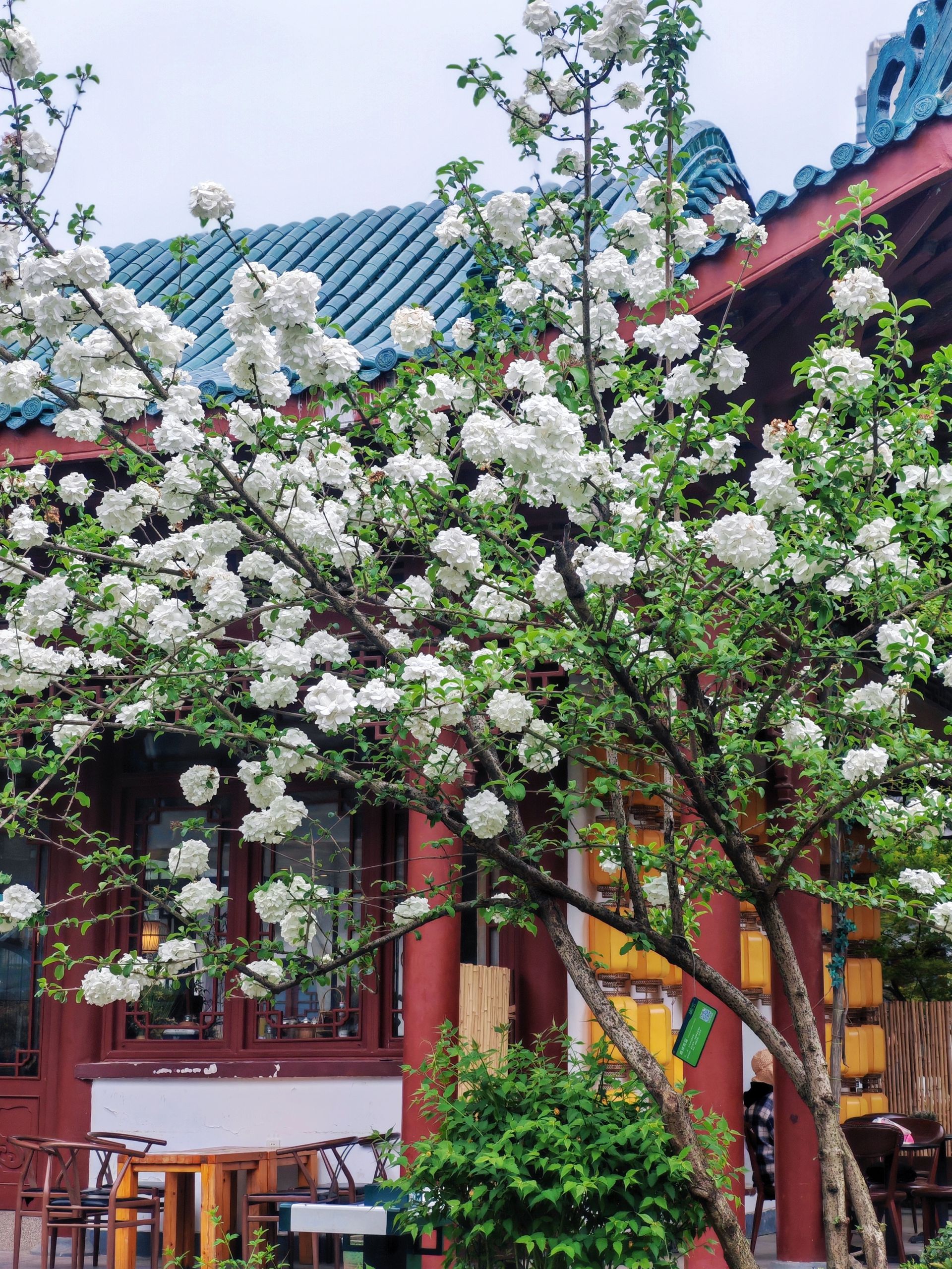 花团锦簇 纯洁无暇 武汉解放公园木绣球花开了