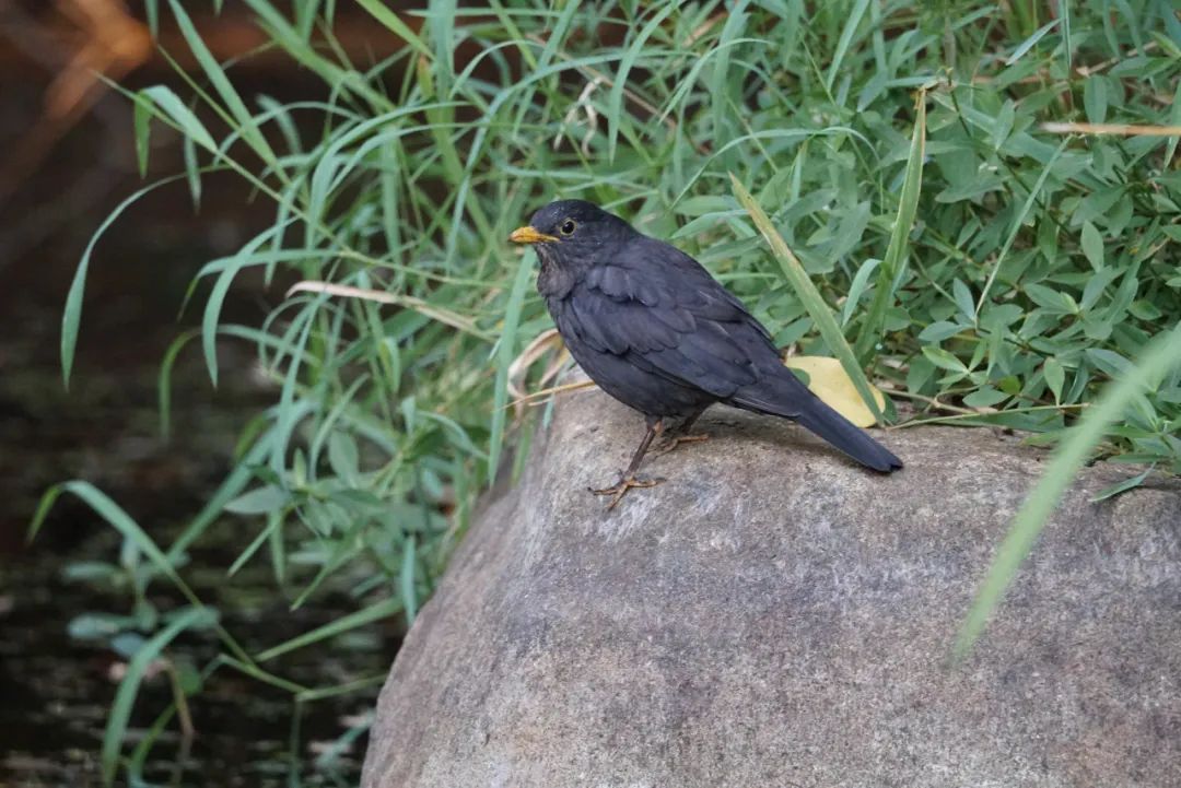 "城市里常见的,都是些什么鸟?