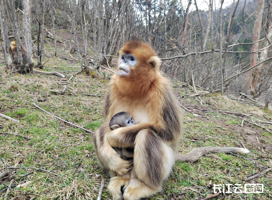 超可爱!神农架金丝猴家族喜添新丁_长江云 - 湖北网络广播电视台官方
