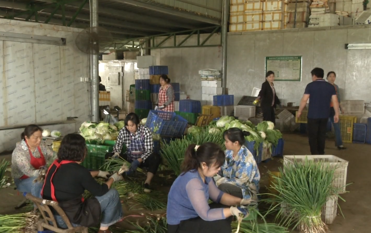 关注"菜篮子" | 品质优价格好 大棚蔬菜线上线下热销