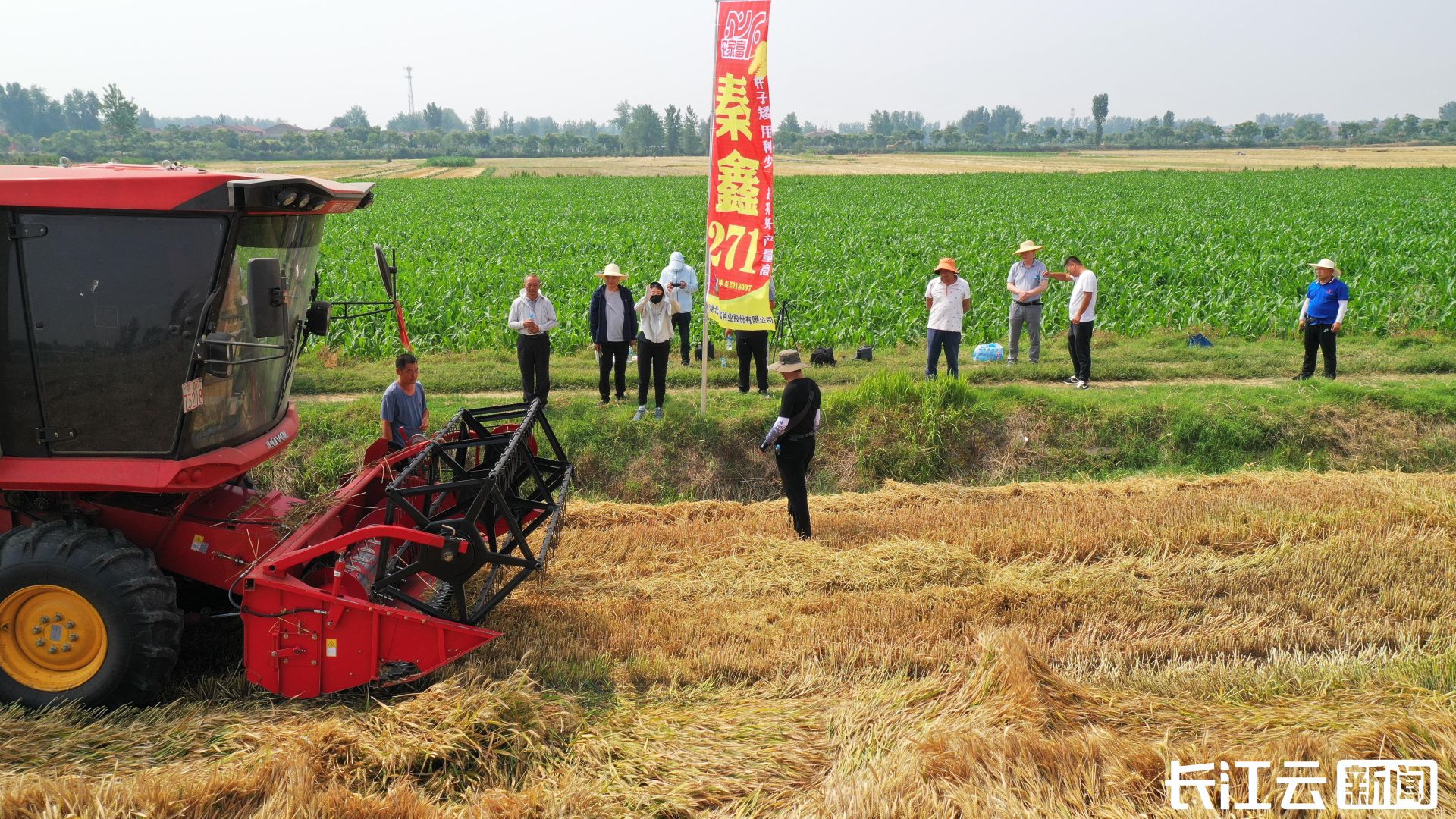 该田块面积为100亩,种植的是秦鑫271小麦品种,这一品种以其分櫱力强