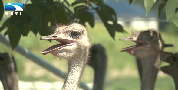 非洲鸵鸟 "飞奔"黄石