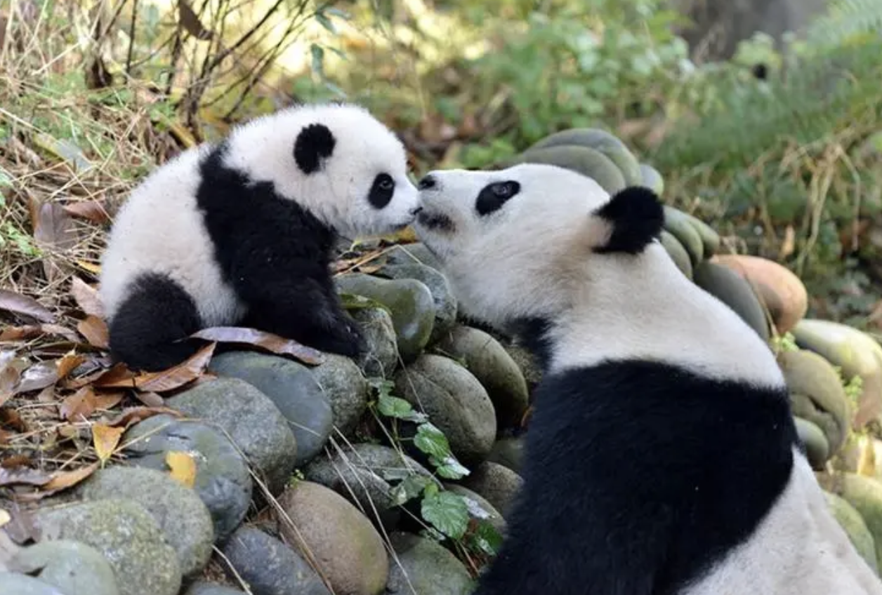  4人向大熊猫活动场内吐口水被终身禁入