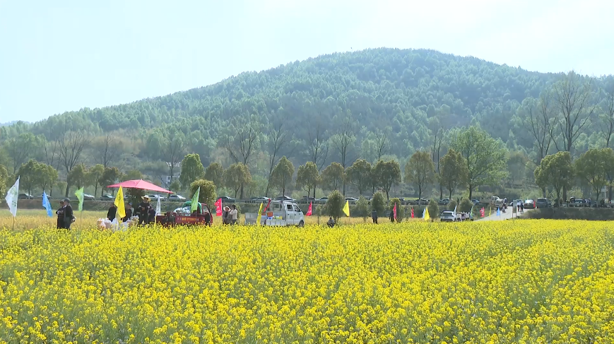 罗田县绿叶农业科技发展有限公司：千亩油菜开镰收割