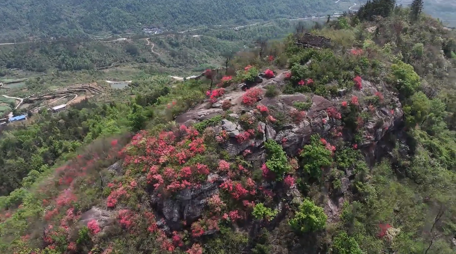 平湖乡古羊寨村：杜鹃花开春意浓