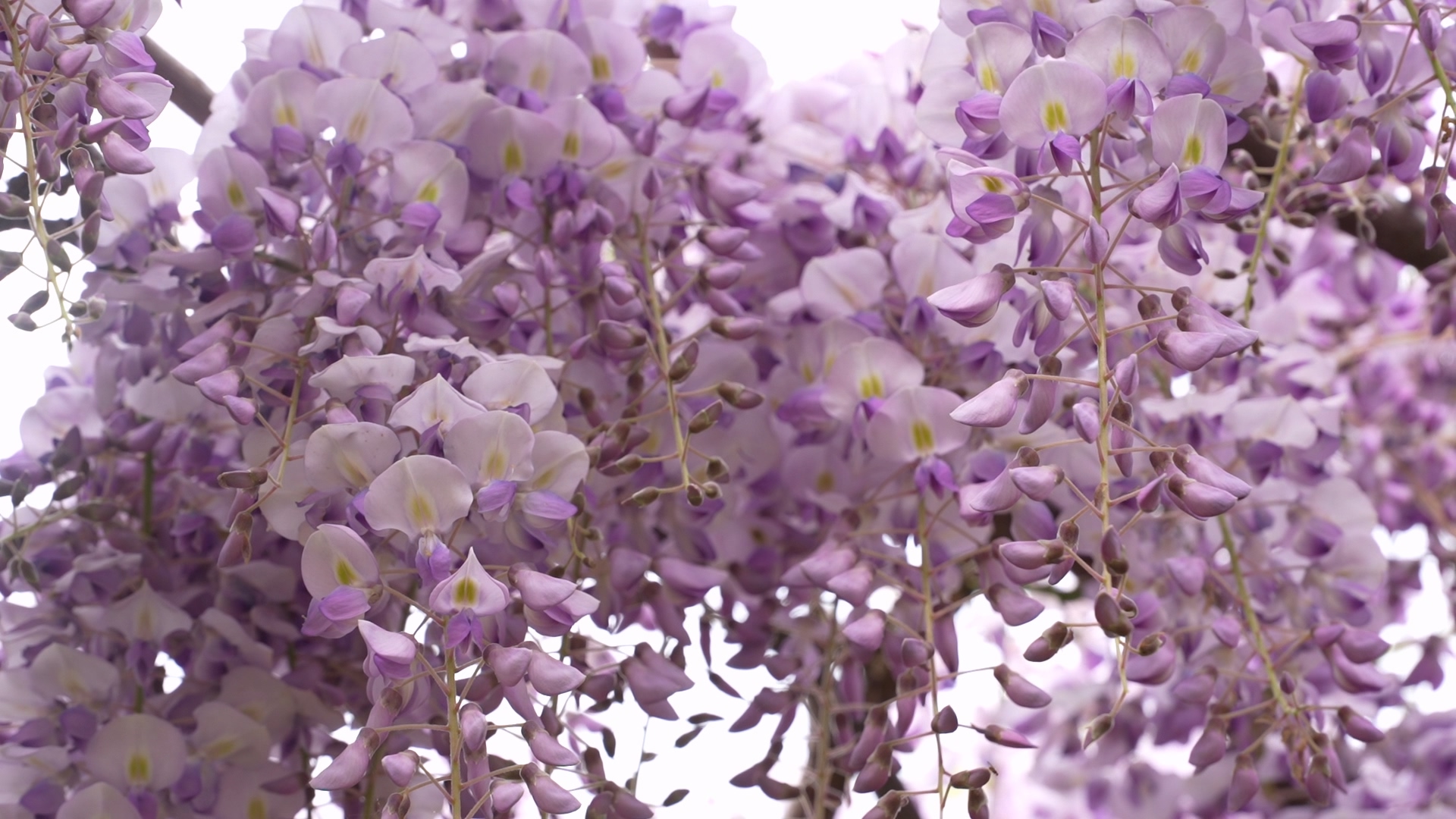 春光无限好 赏花正当时