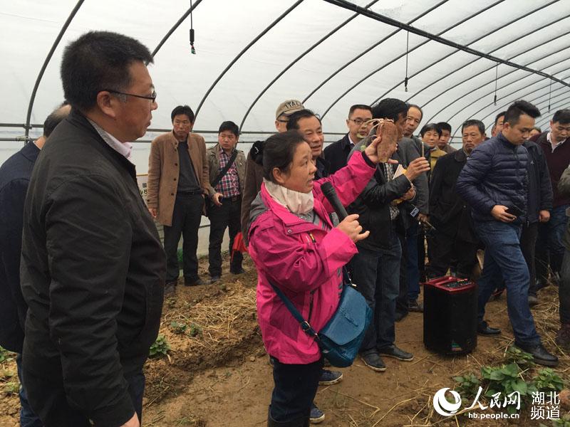 湖北红安：村里来了红薯专家团 “红安苕”酝酿大产业