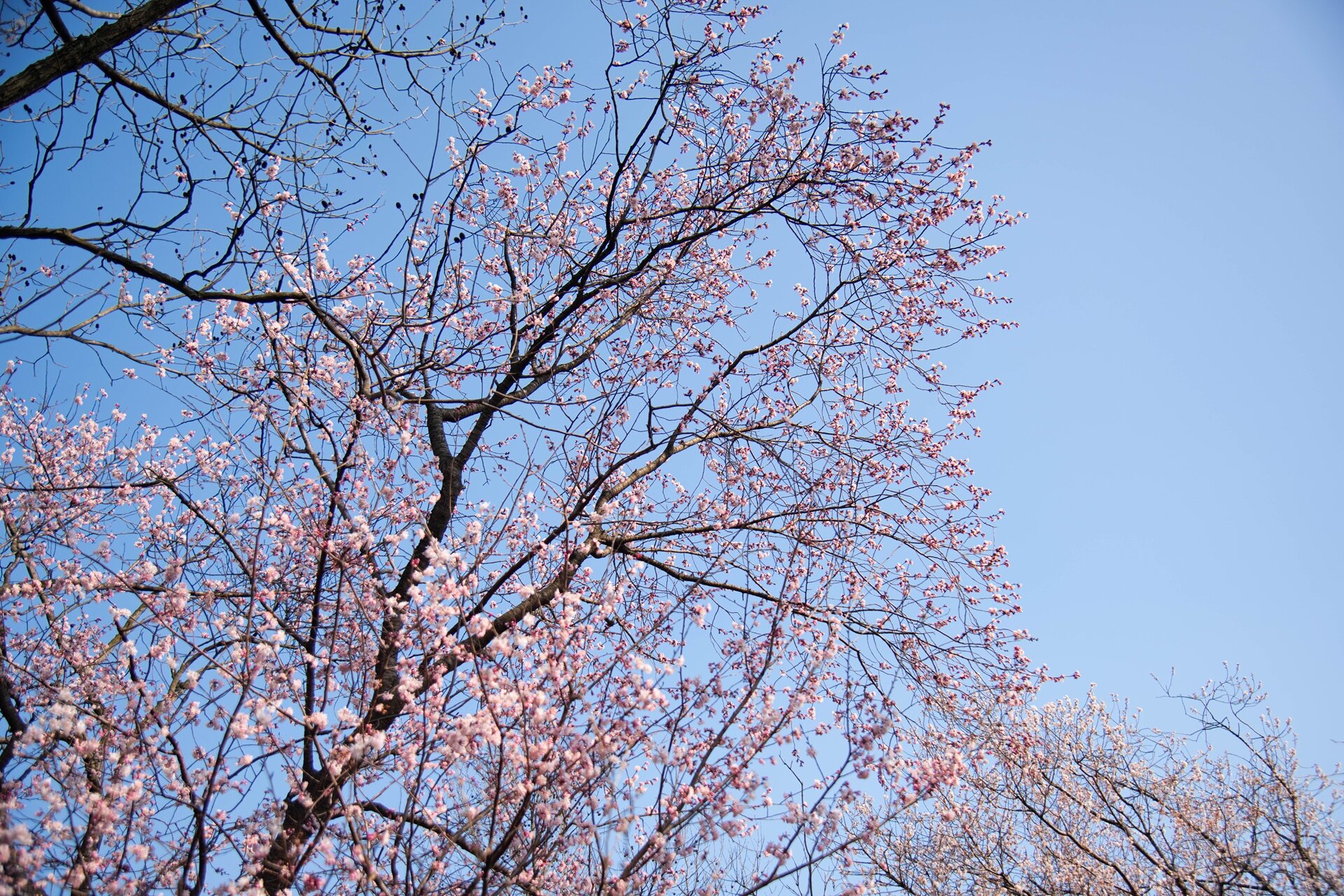 红安县天台山野樱漫山绽放