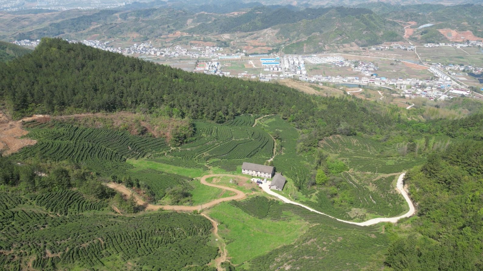 房县白鹤镇青山环抱茶园美春茶采收加工忙