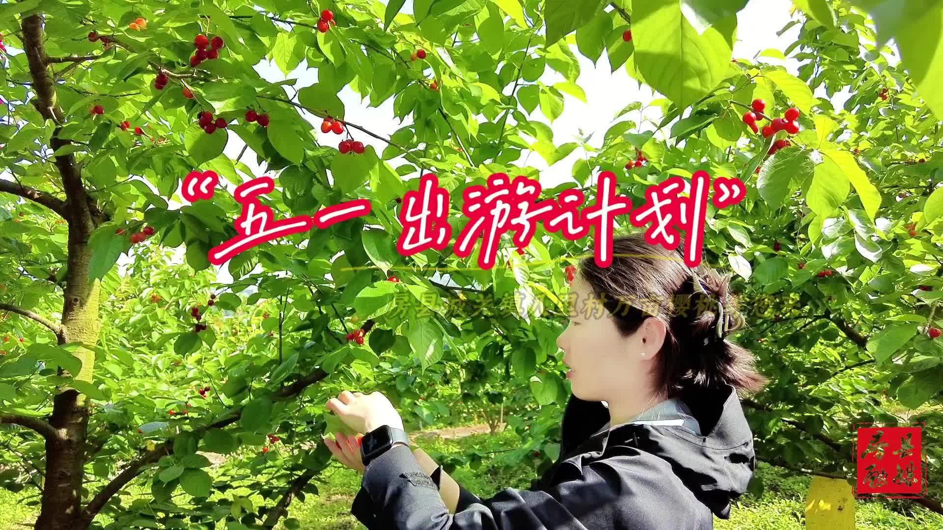 湖北房县：万亩樱桃成熟季 “以节促旅”引客来