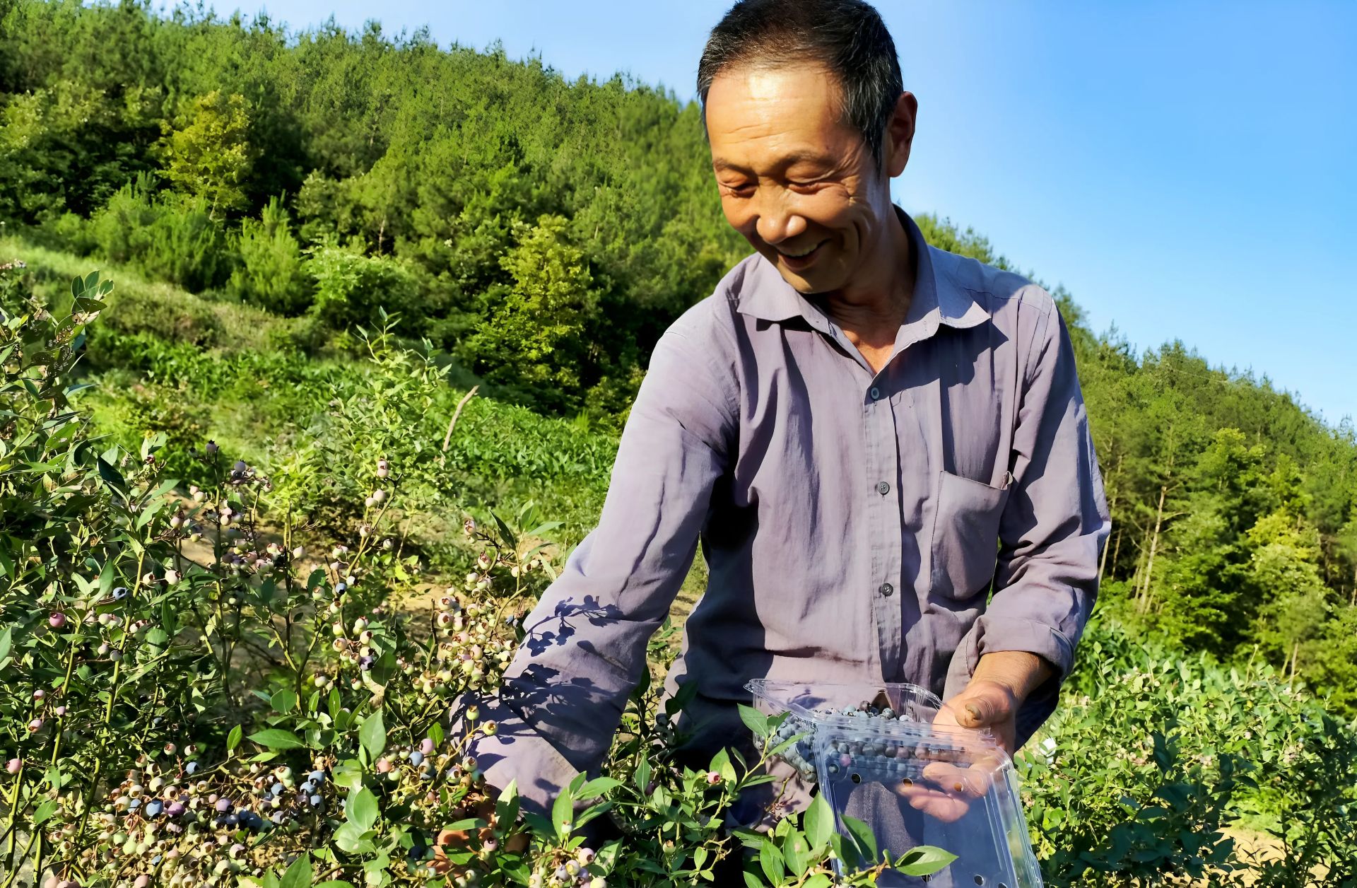 【记者走基层】甜蜜“蓝”不住，丰收挂满枝