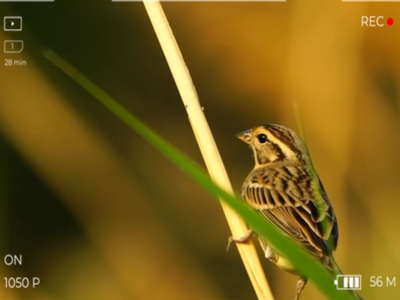 房县发现国家一级保护动物黄胸鹀