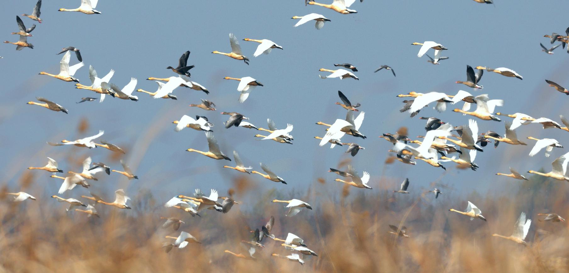 洪湖新生：书写“一切天成”的绿色答卷