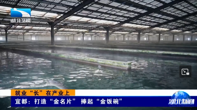 就业“长”在产业上 | 宜都：打造“金名片” 捧起“金饭碗”