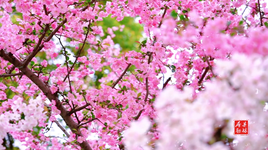 海棠珠缀一重重 清晓近帘栊 