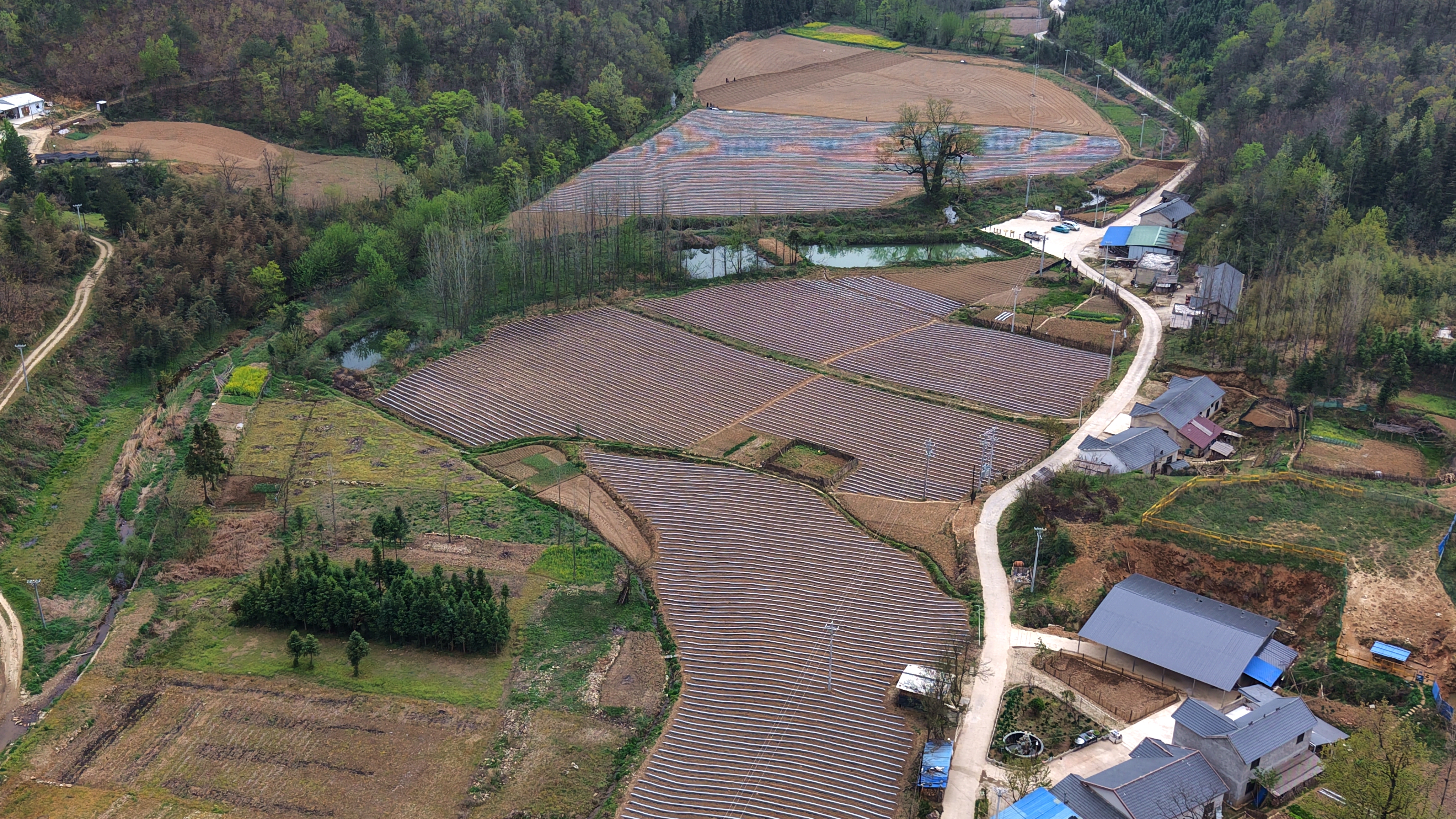 烤烟起垄覆膜忙