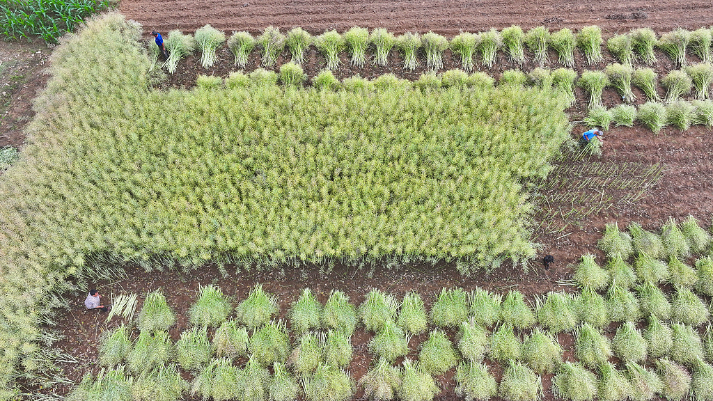 油菜丰收 农户抢收