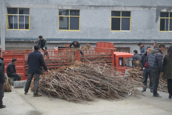 图一：满满一卡车车厘子树苗运抵苏家坪