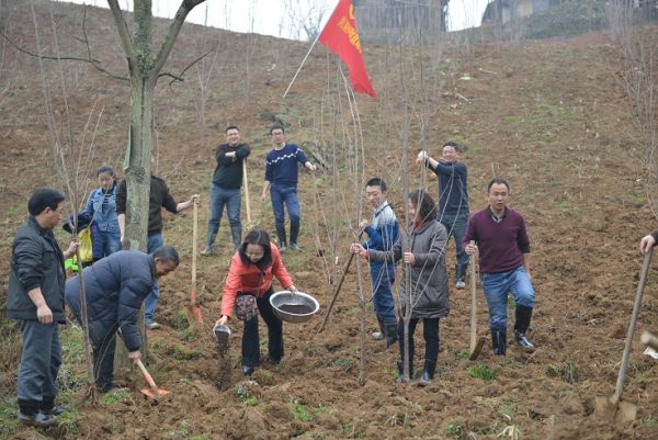 图三：财政志愿者植树忙