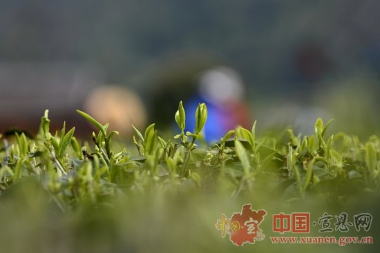 新华社：春意萌新芽 茶香飘远方