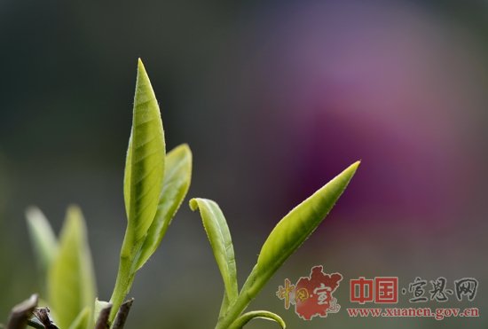 新华社：春意萌新芽 茶香飘远方