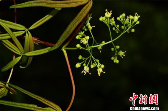 图为五小叶槭的花枝 昆明植物所供图 摄