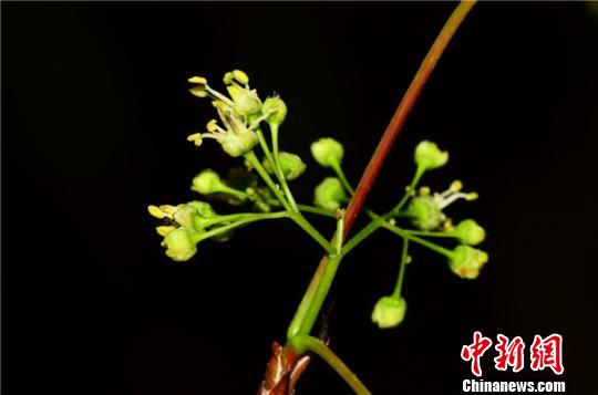 图为五小叶槭的花 昆明植物所供图 摄