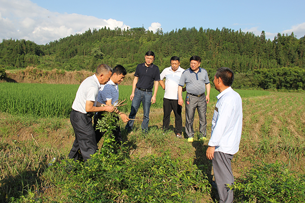 在沙道湾村藤茶基地查看灾情