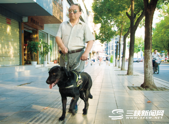 宜昌首只持证导盲犬上岗 身价不菲堪比宝马(图)