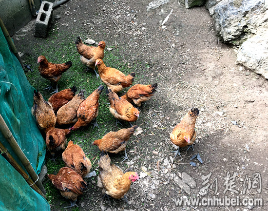 喂养在后院的鸡仔已经长大了_副本.jpg
