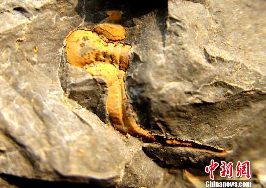 图为三叶虫化石。　陈碧生摄