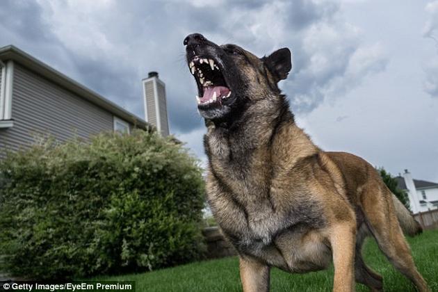 家犬袭击人类的例子很少，但它们可以被培养并训练用于伤人，而且效率很高。