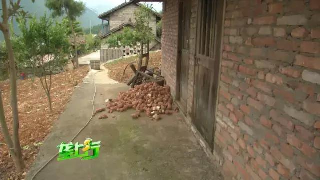 外来害虫