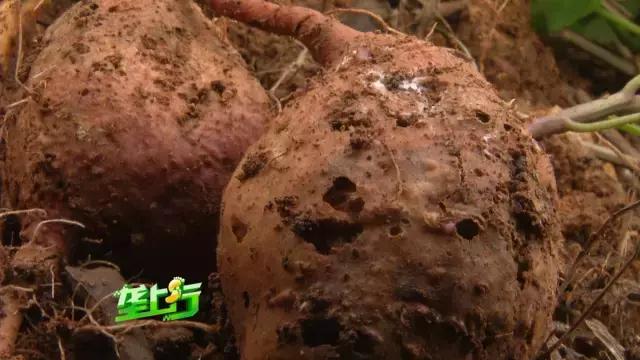 外来害虫