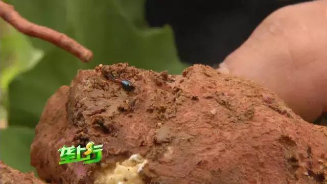 外来害虫