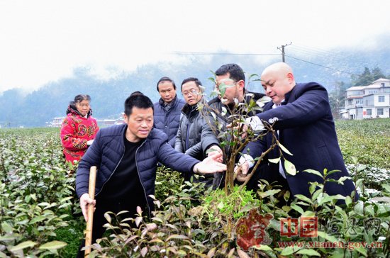 中茶所专家来宣恩指导茶树病虫害防治工作