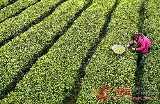 【茶旅群英汇·浪漫宣恩情】以茶的名义，与旅游相遇