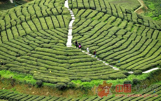 【茶旅群英汇·浪漫宣恩情】以茶的名义，与旅游相遇