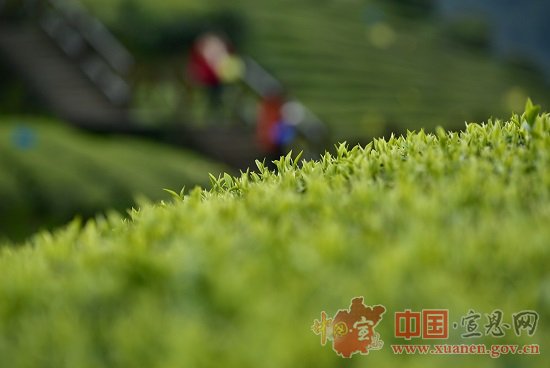 【茶旅群英汇·浪漫宣恩情】以茶的名义，与旅游相遇