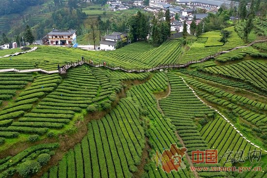 【茶旅群英汇·浪漫宣恩情】以茶的名义，与旅游相遇