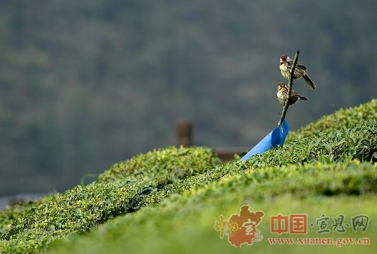 【茶旅群英汇·浪漫宣恩情】以茶的名义，与旅游相遇